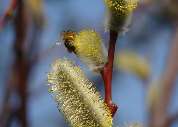 Auf Dem Kuenstlerhof Daire *